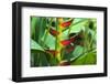 USA, Hawaii, Kauai. Heliconia in the Allerton Garden-Roddy Scheer-Framed Photographic Print