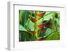 USA, Hawaii, Kauai. Heliconia in the Allerton Garden-Roddy Scheer-Framed Photographic Print