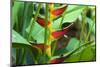 USA, Hawaii, Kauai. Heliconia in the Allerton Garden-Roddy Scheer-Mounted Photographic Print