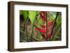 USA, Hawaii, Kauai. Heliconia in the Allerton Garden-Roddy Scheer-Framed Photographic Print