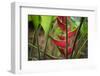 USA, Hawaii, Kauai. Heliconia in the Allerton Garden-Roddy Scheer-Framed Photographic Print