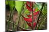 USA, Hawaii, Kauai. Heliconia in the Allerton Garden-Roddy Scheer-Mounted Photographic Print