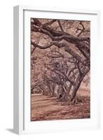 USA, Hawaii, Kauai, Infrared Island of rows of trees on Kauai-Terry Eggers-Framed Photographic Print