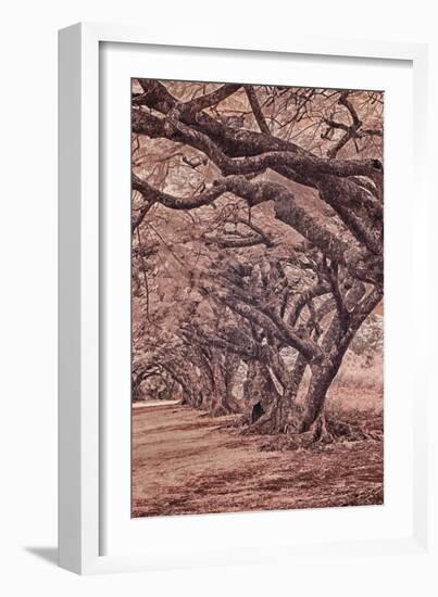 USA, Hawaii, Kauai, Infrared Island of rows of trees on Kauai-Terry Eggers-Framed Photographic Print