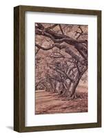 USA, Hawaii, Kauai, Infrared Island of rows of trees on Kauai-Terry Eggers-Framed Photographic Print