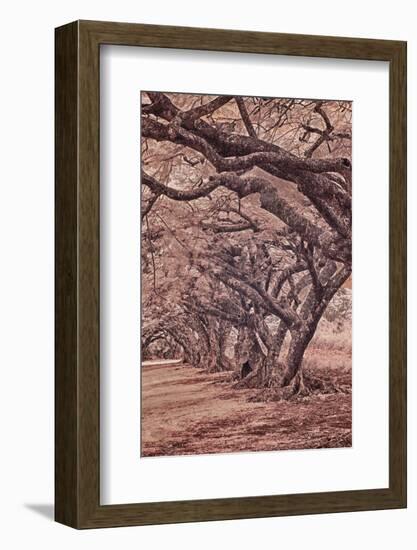 USA, Hawaii, Kauai, Infrared Island of rows of trees on Kauai-Terry Eggers-Framed Photographic Print