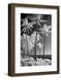 USA, Hawaii, Kauai, Infrared of palm trees of Kauai-Terry Eggers-Framed Photographic Print