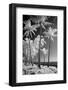 USA, Hawaii, Kauai, Infrared of palm trees of Kauai-Terry Eggers-Framed Photographic Print