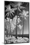 USA, Hawaii, Kauai, Infrared of palm trees of Kauai-Terry Eggers-Mounted Photographic Print