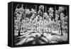 USA, Hawaii, Kauai, Infrared of palm trees of Kauai-Terry Eggers-Framed Stretched Canvas