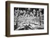 USA, Hawaii, Kauai, Infrared of palm trees of Kauai-Terry Eggers-Framed Photographic Print