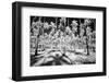 USA, Hawaii, Kauai, Infrared of palm trees of Kauai-Terry Eggers-Framed Photographic Print