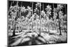 USA, Hawaii, Kauai, Infrared of palm trees of Kauai-Terry Eggers-Mounted Photographic Print