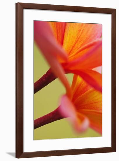 USA, Hawaii, Kauai of flowering Plumeria flowers.-Jaynes Gallery-Framed Premium Photographic Print
