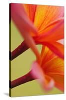 USA, Hawaii, Kauai of flowering Plumeria flowers.-Jaynes Gallery-Stretched Canvas