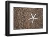 USA, Hawaii, Kauai. Starfish skeleton on Glass Beach.-Jaynes Gallery-Framed Photographic Print