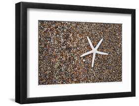 USA, Hawaii, Kauai. Starfish skeleton on Glass Beach.-Jaynes Gallery-Framed Photographic Print