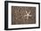 USA, Hawaii, Kauai. Starfish skeleton on Glass Beach.-Jaynes Gallery-Framed Photographic Print