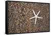 USA, Hawaii, Kauai. Starfish skeleton on Glass Beach.-Jaynes Gallery-Framed Stretched Canvas