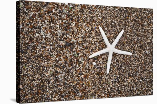 USA, Hawaii, Kauai. Starfish skeleton on Glass Beach.-Jaynes Gallery-Stretched Canvas