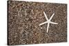 USA, Hawaii, Kauai. Starfish skeleton on Glass Beach.-Jaynes Gallery-Stretched Canvas