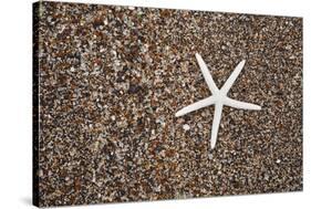 USA, Hawaii, Kauai. Starfish skeleton on Glass Beach.-Jaynes Gallery-Stretched Canvas