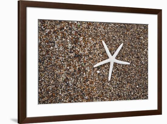 USA, Hawaii, Kauai. Starfish skeleton on Glass Beach.-Jaynes Gallery-Framed Premium Photographic Print