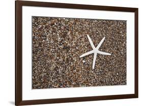 USA, Hawaii, Kauai. Starfish skeleton on Glass Beach.-Jaynes Gallery-Framed Premium Photographic Print