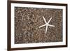 USA, Hawaii, Kauai. Starfish skeleton on Glass Beach.-Jaynes Gallery-Framed Premium Photographic Print