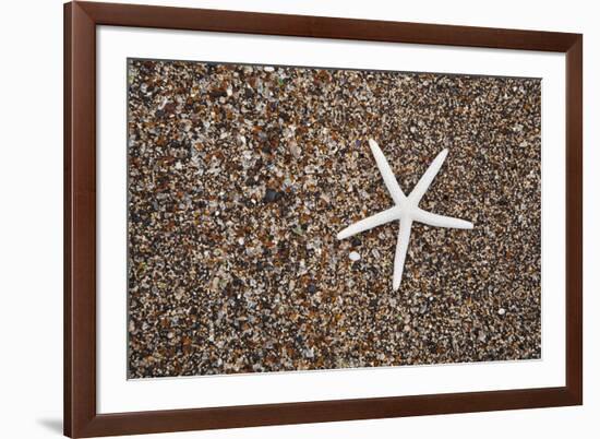 USA, Hawaii, Kauai. Starfish skeleton on Glass Beach.-Jaynes Gallery-Framed Premium Photographic Print