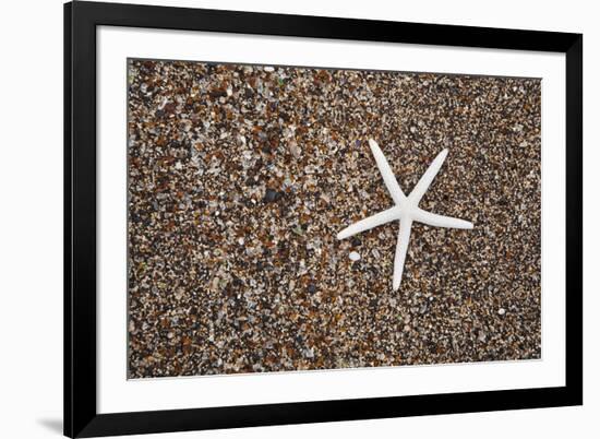 USA, Hawaii, Kauai. Starfish skeleton on Glass Beach.-Jaynes Gallery-Framed Premium Photographic Print