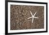 USA, Hawaii, Kauai. Starfish skeleton on Glass Beach.-Jaynes Gallery-Framed Premium Photographic Print