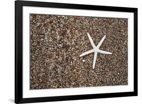 USA, Hawaii, Kauai. Starfish skeleton on Glass Beach.-Jaynes Gallery-Framed Premium Photographic Print