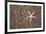 USA, Hawaii, Kauai. Starfish skeleton on Glass Beach.-Jaynes Gallery-Framed Premium Photographic Print