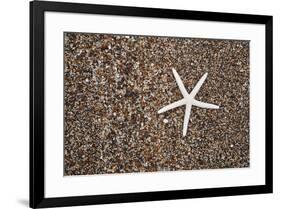 USA, Hawaii, Kauai. Starfish skeleton on Glass Beach.-Jaynes Gallery-Framed Premium Photographic Print