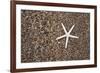 USA, Hawaii, Kauai. Starfish skeleton on Glass Beach.-Jaynes Gallery-Framed Photographic Print