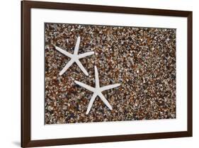 USA, Hawaii, Kauai. Starfish skeletons on Glass Beach.-Jaynes Gallery-Framed Premium Photographic Print