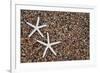 USA, Hawaii, Kauai. Starfish skeletons on Glass Beach.-Jaynes Gallery-Framed Premium Photographic Print