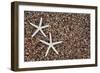 USA, Hawaii, Kauai. Starfish skeletons on Glass Beach.-Jaynes Gallery-Framed Photographic Print