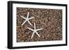 USA, Hawaii, Kauai. Starfish skeletons on Glass Beach.-Jaynes Gallery-Framed Photographic Print