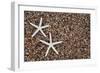 USA, Hawaii, Kauai. Starfish skeletons on Glass Beach.-Jaynes Gallery-Framed Photographic Print