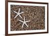 USA, Hawaii, Kauai. Starfish skeletons on Glass Beach.-Jaynes Gallery-Framed Photographic Print