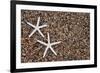 USA, Hawaii, Kauai. Starfish skeletons on Glass Beach.-Jaynes Gallery-Framed Photographic Print