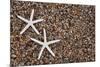 USA, Hawaii, Kauai. Starfish skeletons on Glass Beach.-Jaynes Gallery-Mounted Photographic Print