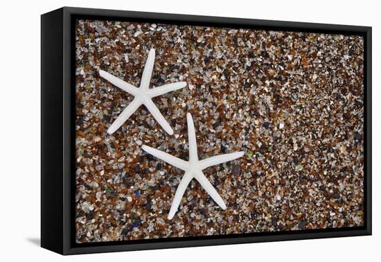 USA, Hawaii, Kauai. Starfish skeletons on Glass Beach.-Jaynes Gallery-Framed Stretched Canvas