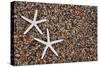 USA, Hawaii, Kauai. Starfish skeletons on Glass Beach.-Jaynes Gallery-Stretched Canvas