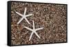 USA, Hawaii, Kauai. Starfish skeletons on Glass Beach.-Jaynes Gallery-Framed Stretched Canvas