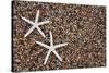 USA, Hawaii, Kauai. Starfish skeletons on Glass Beach.-Jaynes Gallery-Stretched Canvas