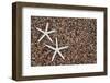 USA, Hawaii, Kauai. Starfish skeletons on Glass Beach.-Jaynes Gallery-Framed Photographic Print