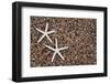 USA, Hawaii, Kauai. Starfish skeletons on Glass Beach.-Jaynes Gallery-Framed Photographic Print